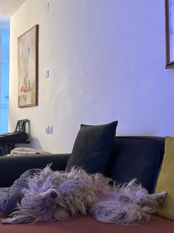 Dog relaxes upside down on couch in Tel Aviv home