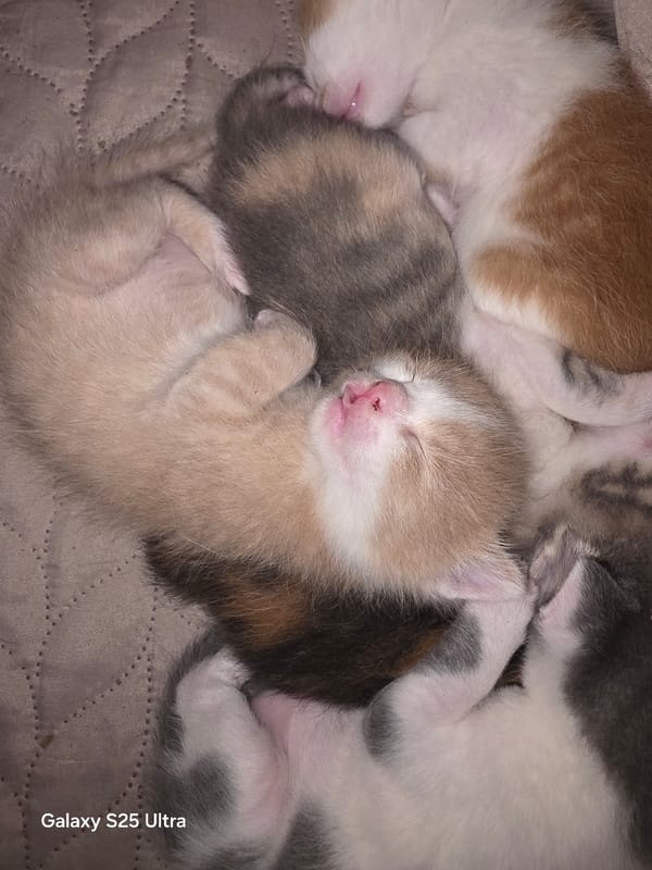 Domestic life documented in Bulgarian town: newborn kittens, portraits