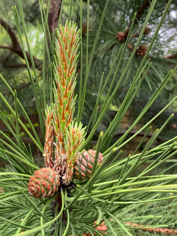 Rainy morning flora documented across Stavropol neighborhoods