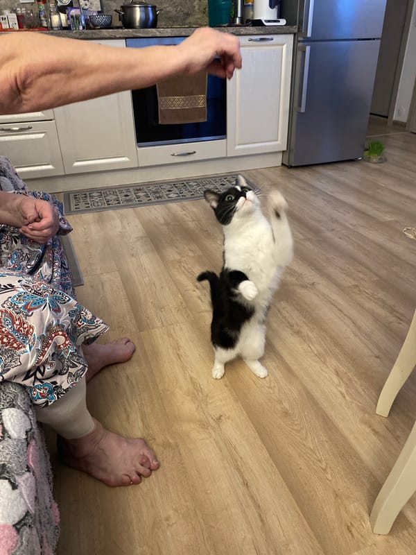 Yekaterinburg resident documents hour of domestic cat interactions
