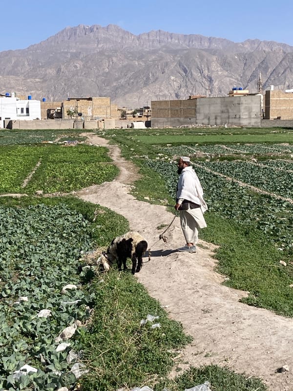 Man herds sheep along rural path in Quetta