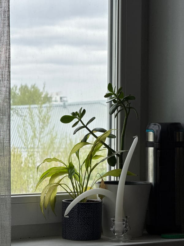 Krasnoyarsk resident documents houseplants by window overlooking neighborhood