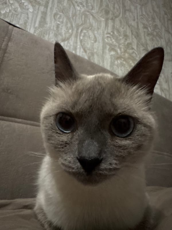 Close-up cat moments with two cats at home in Slonim