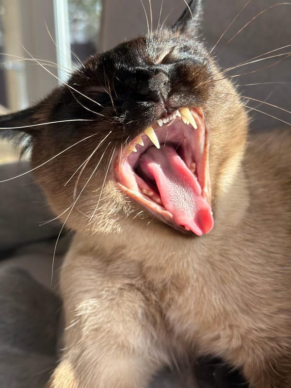 Siamese cat captured relaxing and sleeping in Steklyannyi