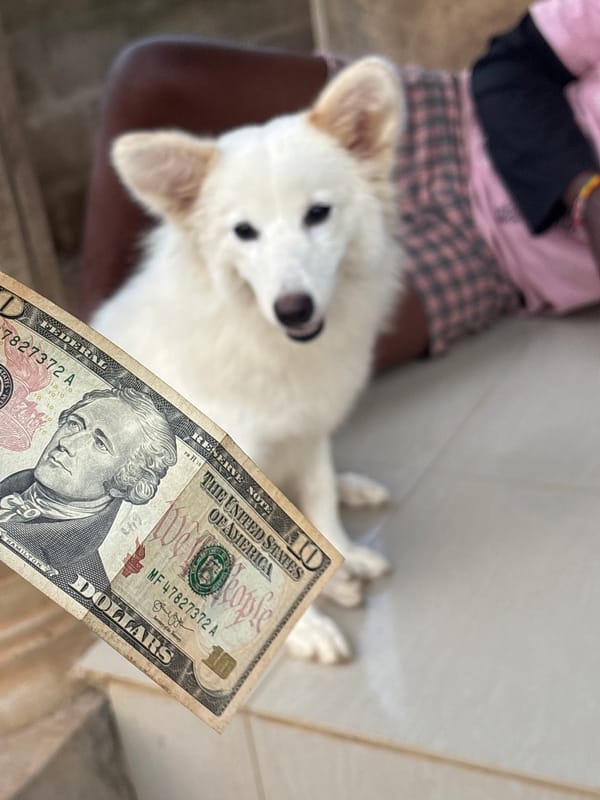Person displays US ten-dollar bill with white dog in Nigeria