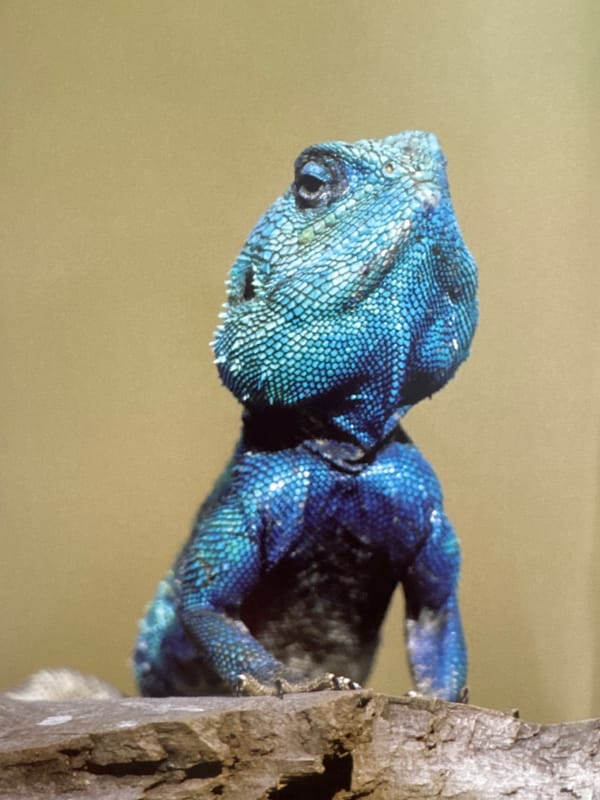Eclectic animal close-up collection, from frogs to great white sharks