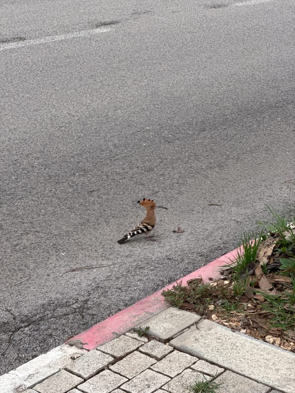 Dead hoopoe bird found on Ramat Gan road