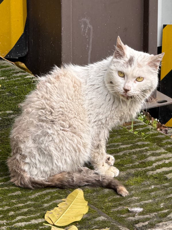 Two people interact on steps near building in Yuzhong District