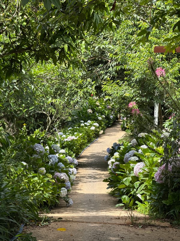 Garden walkway with blooming hydrangeas documented in Da Lat
