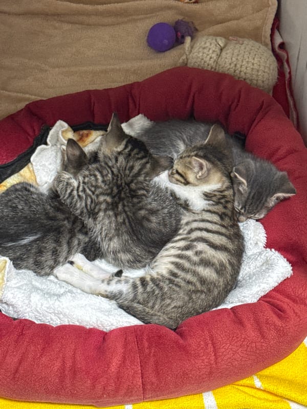 Cats and kittens spotted across Batumi, Georgia locations