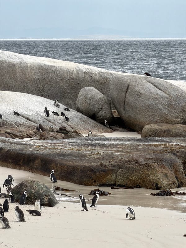 Morning wildlife observation at Boulders Beach penguin colony