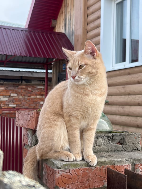 Quiet Morning Moments Documented in Rural Russian Village