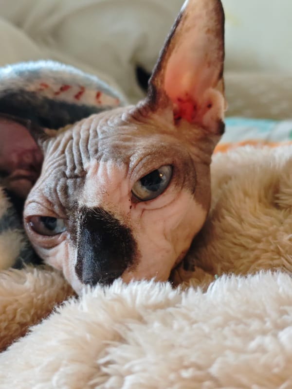 Sphynx cat rests on blanket in Pyatigorsk, Russia
