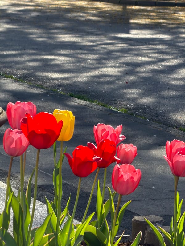 Spring walk with dog documented in Luxembourg city