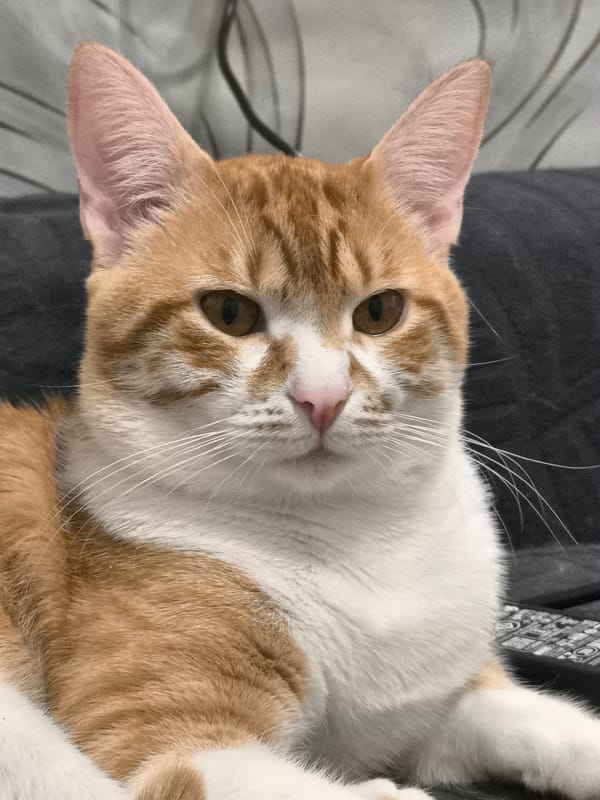 Orange cat photographed relaxing at home in Varna