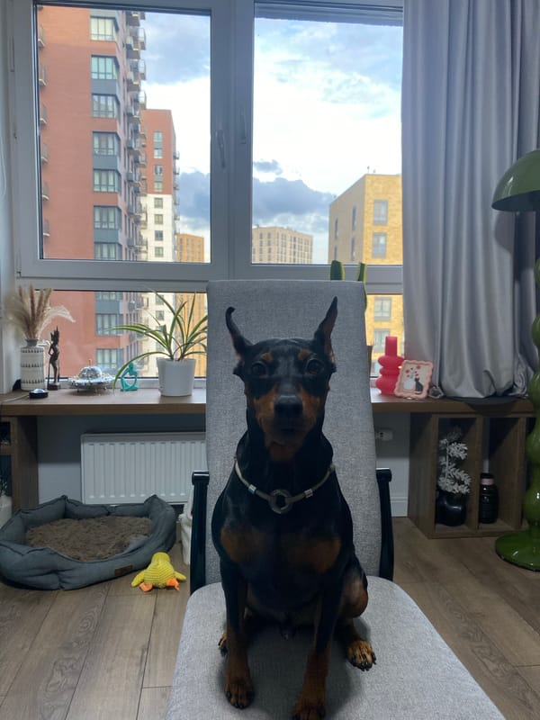 Dogs, collectibles, and art inside a Moscow apartment