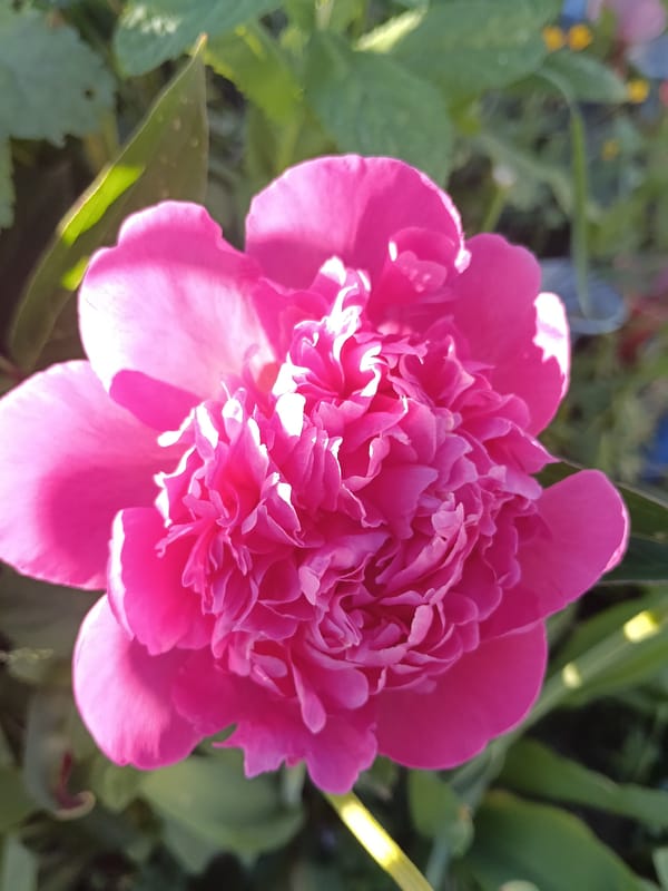Garden Tour Documented in Красный Маяк, Russia Features Blooming Summer Flowers