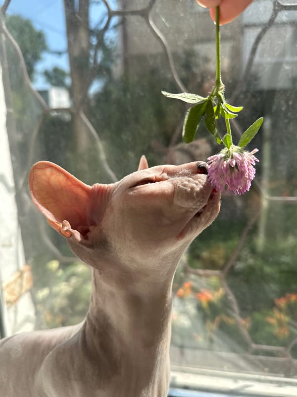 Sphynx cat lounging in the sun on a Togliatti windowsill