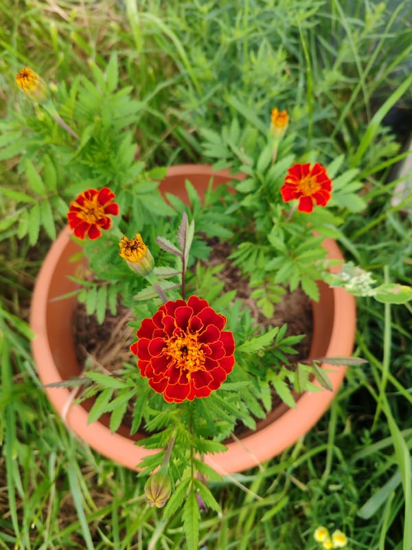 Summer afternoon in a Russian rural garden, flowers and sky.