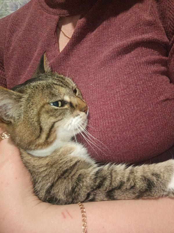 Cat owner documents afternoon with pets in Марковский home