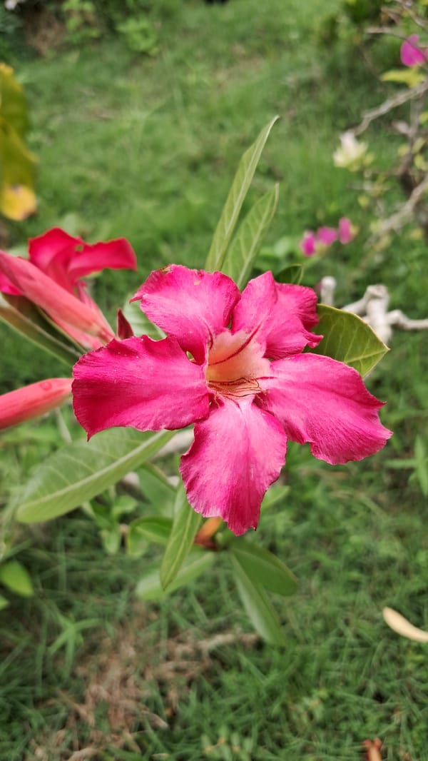 Morning garden documentation and landscaping in Lhokseumawe, Indonesia