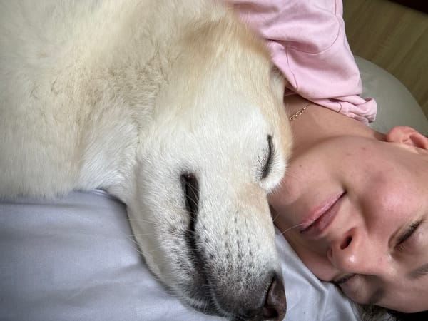 Lazy morning naps with a dog, roses in Khimki