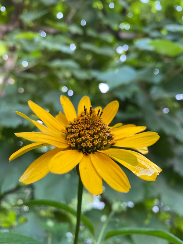 Caterpillars, snails, and yellow flowers at ground level