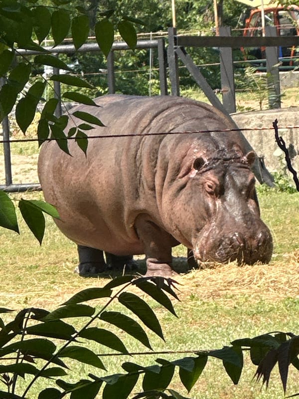 Hippopotamus feeding time captured at Sofia zoo