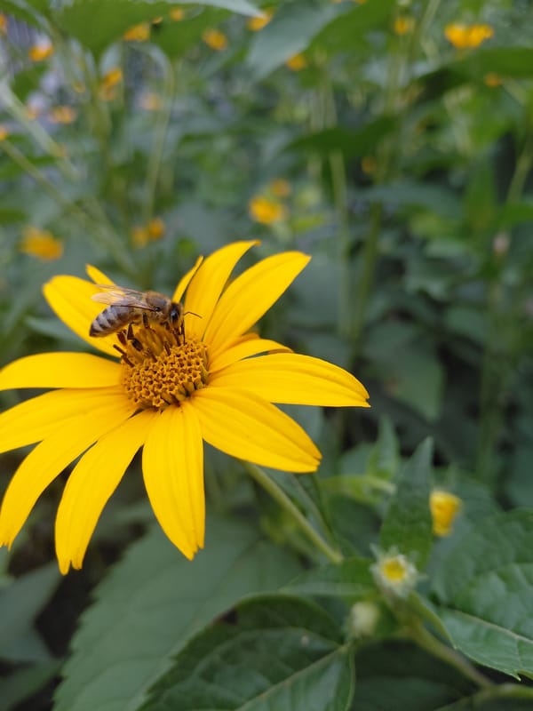 Honeybee and bumblebee on yellow flowers, Bila Tserkva