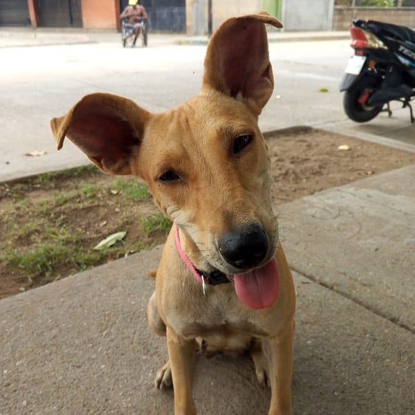 Tan dog with pink collar spotted sitting beside parked motorcycle