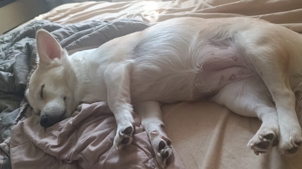 Pets napping: dogs and cats fully asleep on blankets