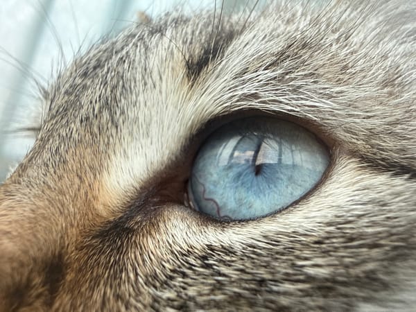 Close-up macro portrait session with a blue-eyed tabby cat