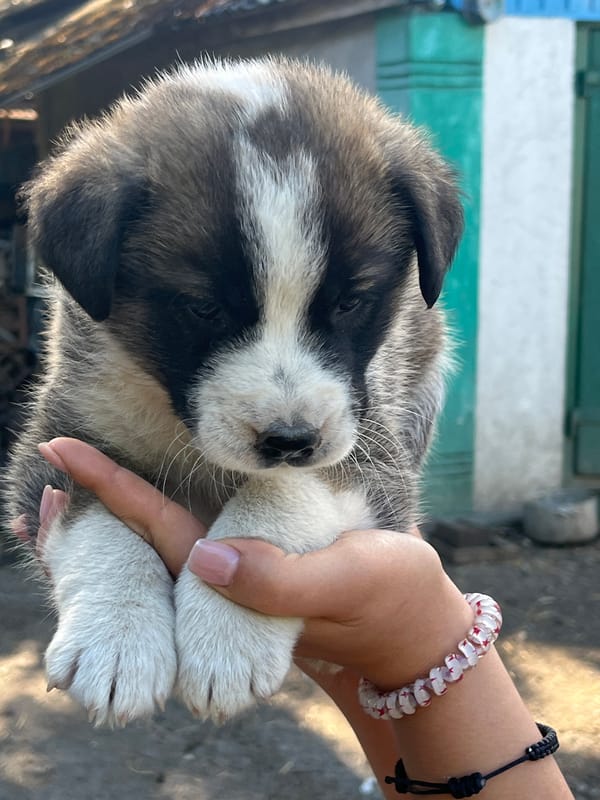 Black and white puppies hanging out on a gravel path in Lisove