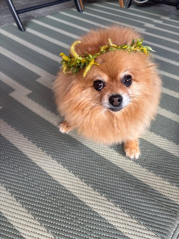 Pomeranian in flower crown photographed in Sliven, Bulgaria