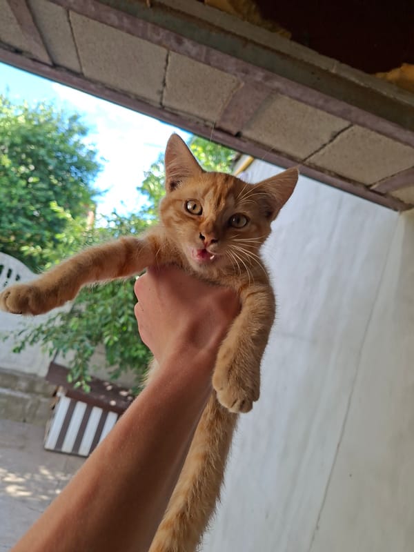 Orange tabby kitten upside down, mid-protest.