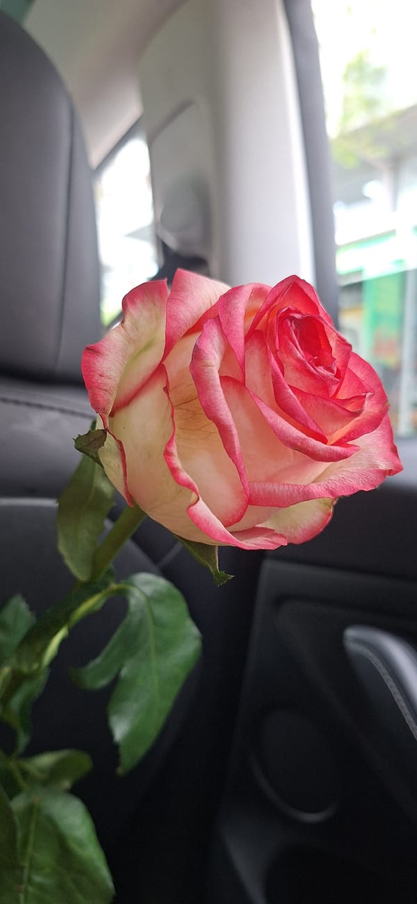 Pink and white rose, partially opened, diagonal in frame