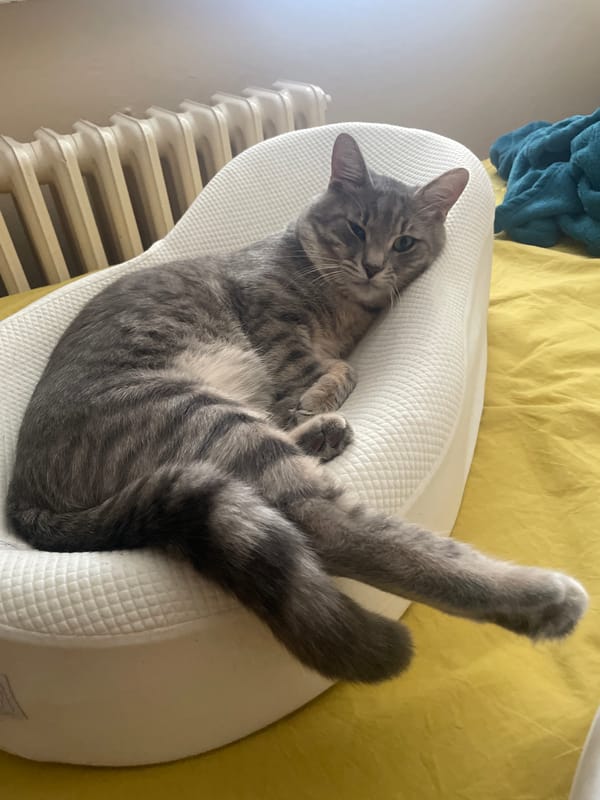 Cat photographed in close-up detail in Novi Sad