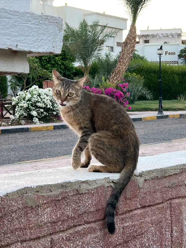 Cats, pools, and palm trees at a Sharm El Sheikh resort