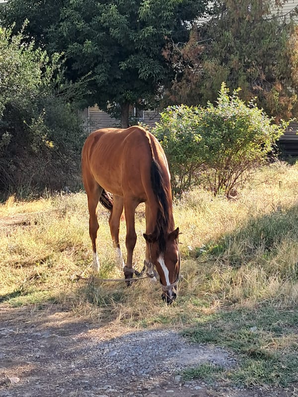Murals and grazing horse in sunny Shymkent
