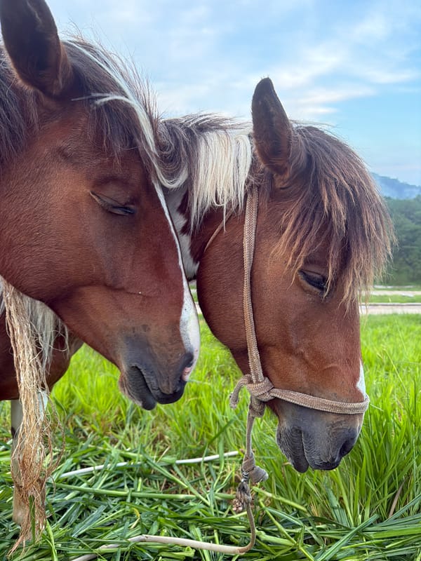 Horses grazing in a Da Lat field, up close.