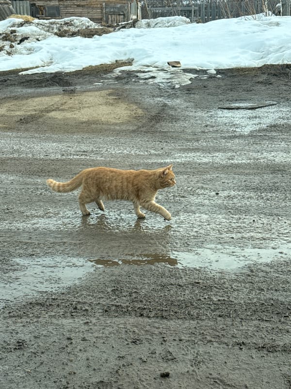 Daily life scenes and stray cats documented in Elovo, Russia