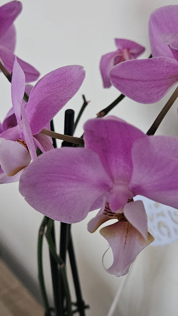 Orchids and apartment buildings around Bratislava on a summer morning