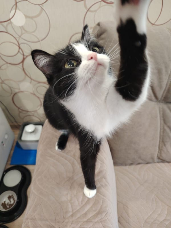Tuxedo cat's lazy afternoon documented in 25 domestic moments