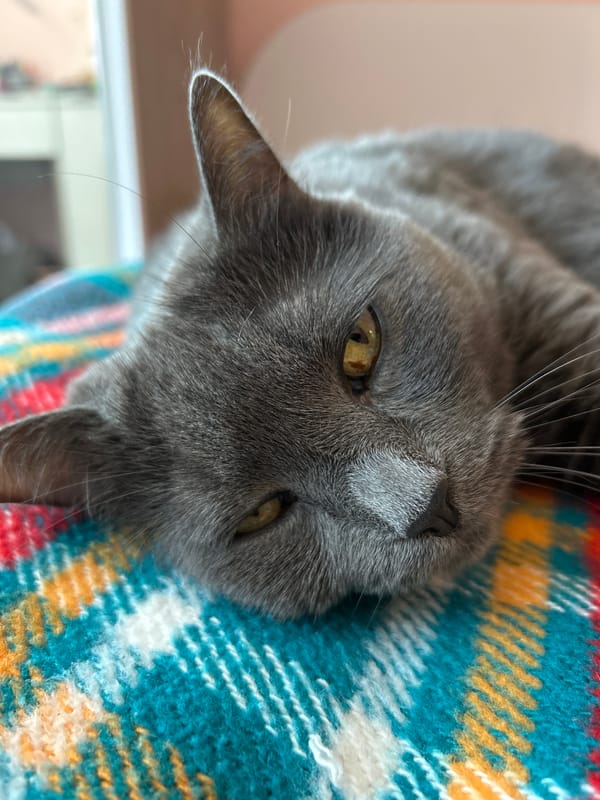Gray cat photographed upside-down on plaid blanket in Bulgaria