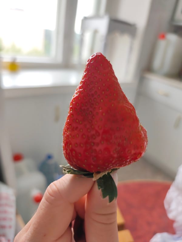 Fresh strawberries and casual moments captured in Chaikovsky, Russia