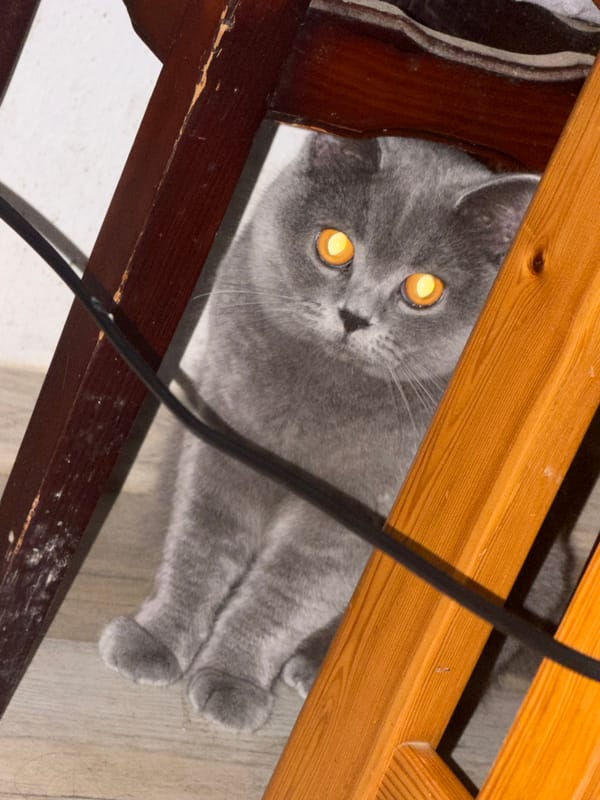 Grey cat roams a Szczecin apartment as dusk falls outside