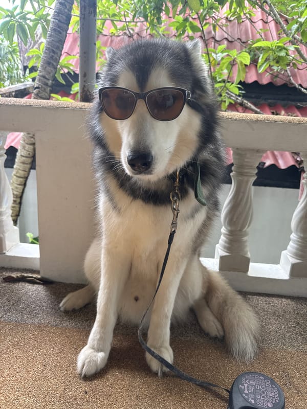 Husky in aviator shades relaxes on a Chalong balcony
