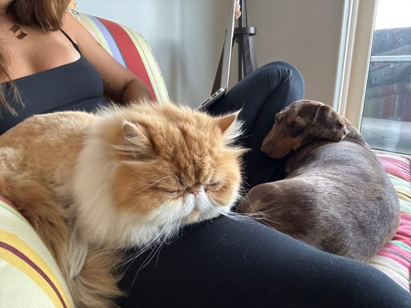Woman spends quiet evening with Persian cat and Dachshund