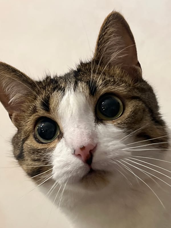 Tabby cat chilling indoors in Moscow, two angles