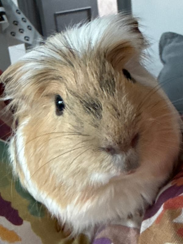 Guinea pig and craft snake observed together